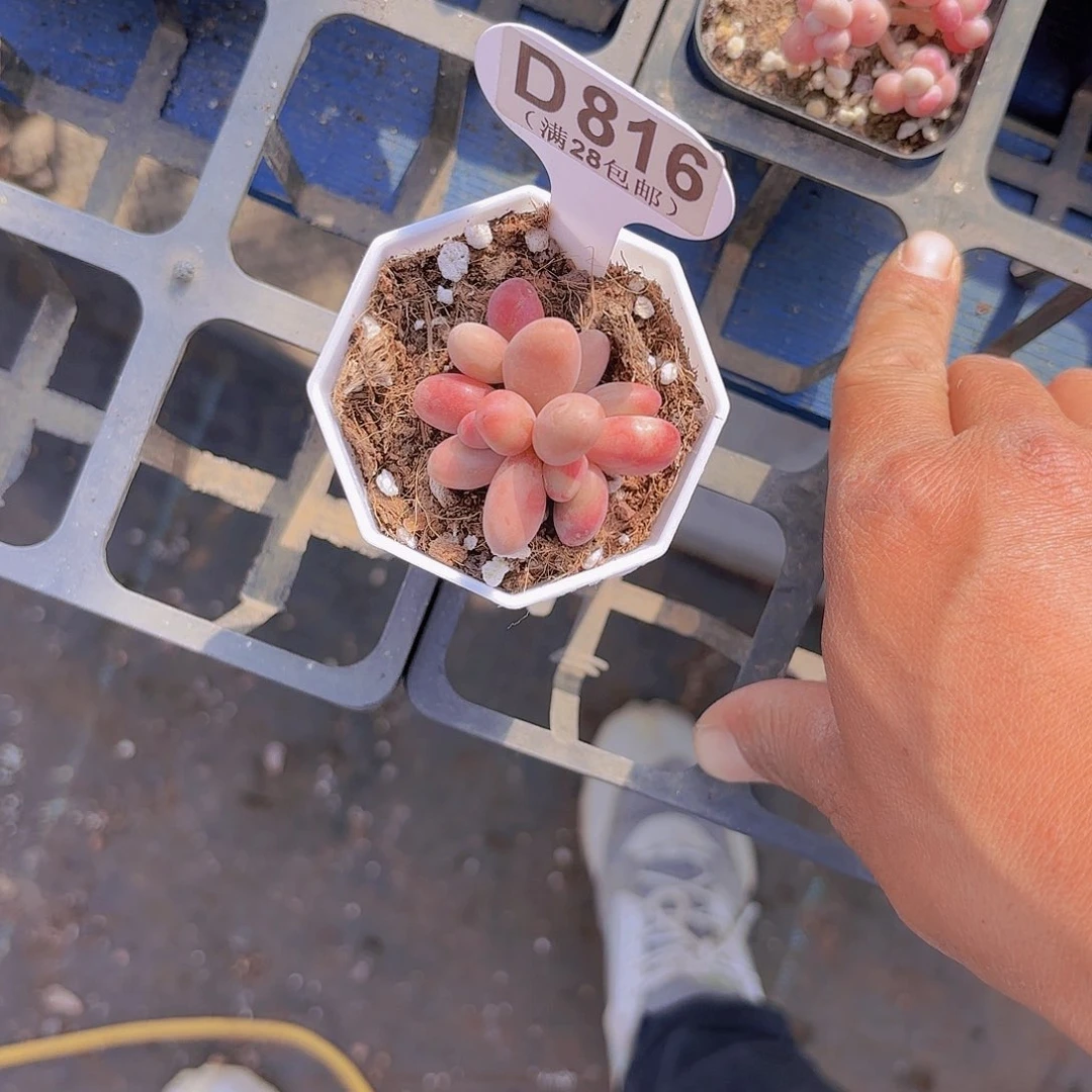 D816糖果美人一物一拍