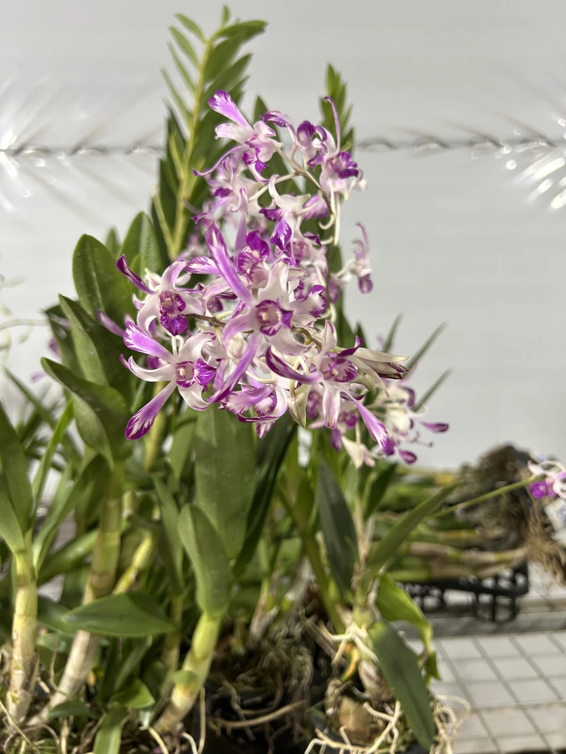 泰秋（珍珠羚羊）盆栽兰花