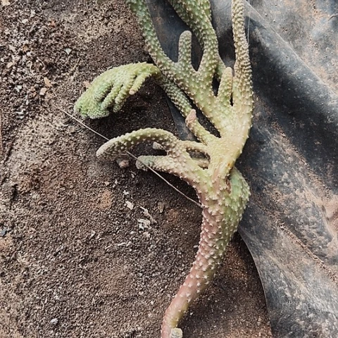 2413无根无根无根