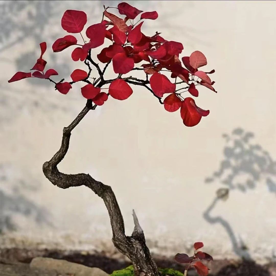 黄栌70-300专用连接（直播间一物一拍）