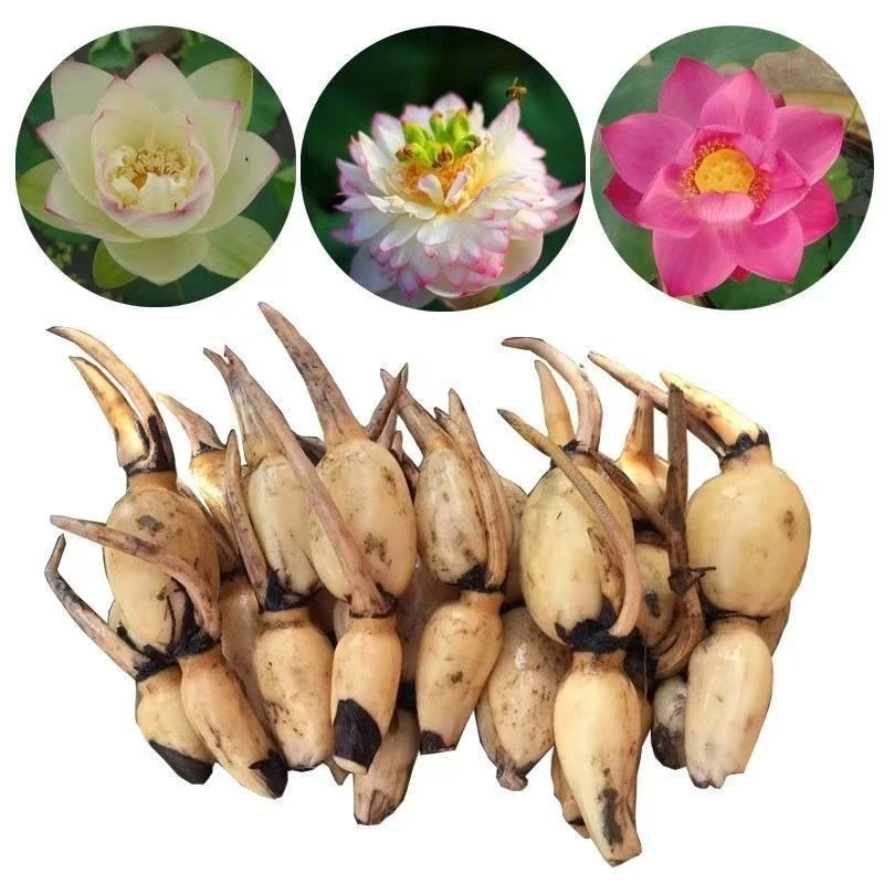 大型观赏荷花种藕苗莲花苗阳台盆栽水缸池塘水养植物高产食用藕苗