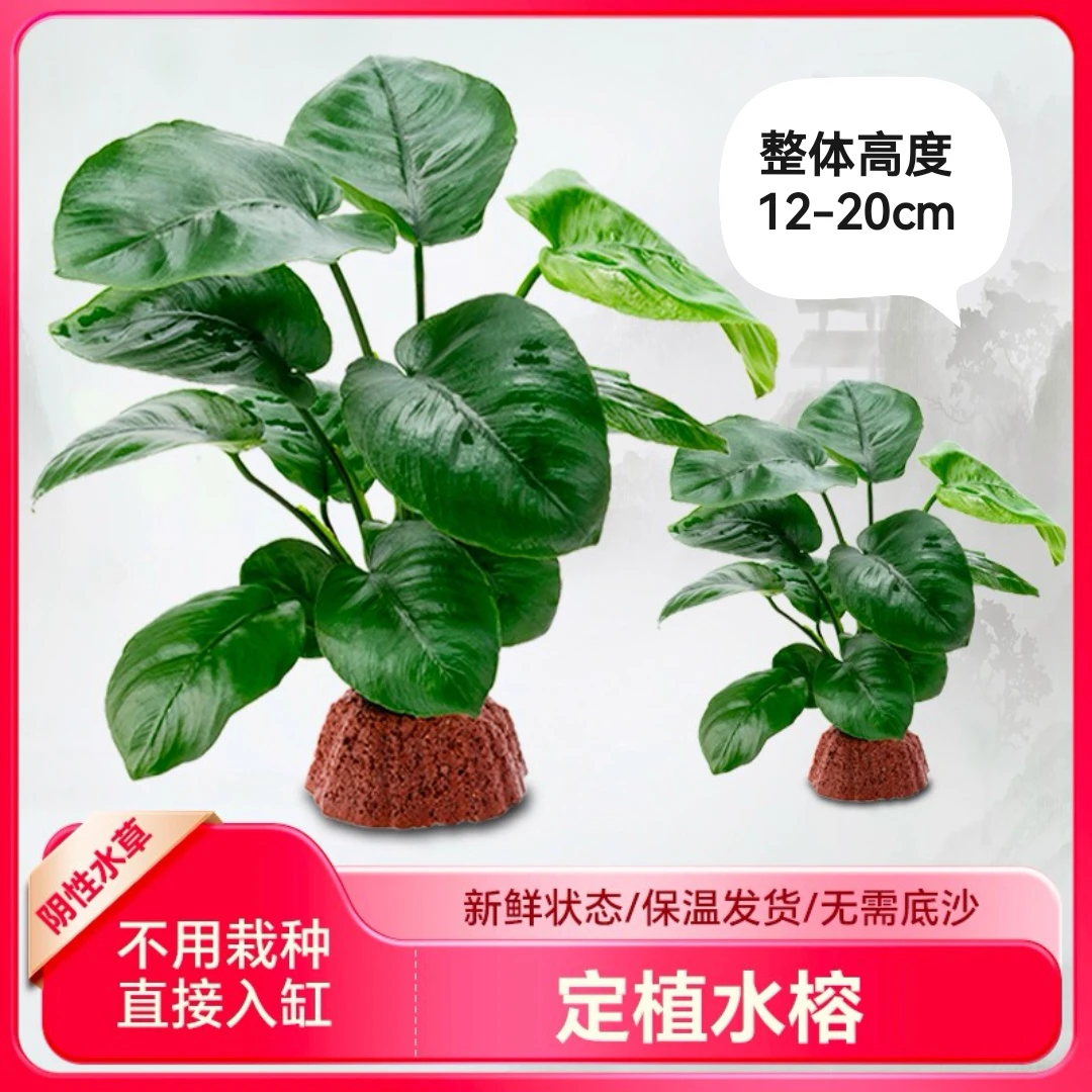 火山石定植水榕入缸成景淡水族箱阴性小巴榕无需底砂新手简单好养