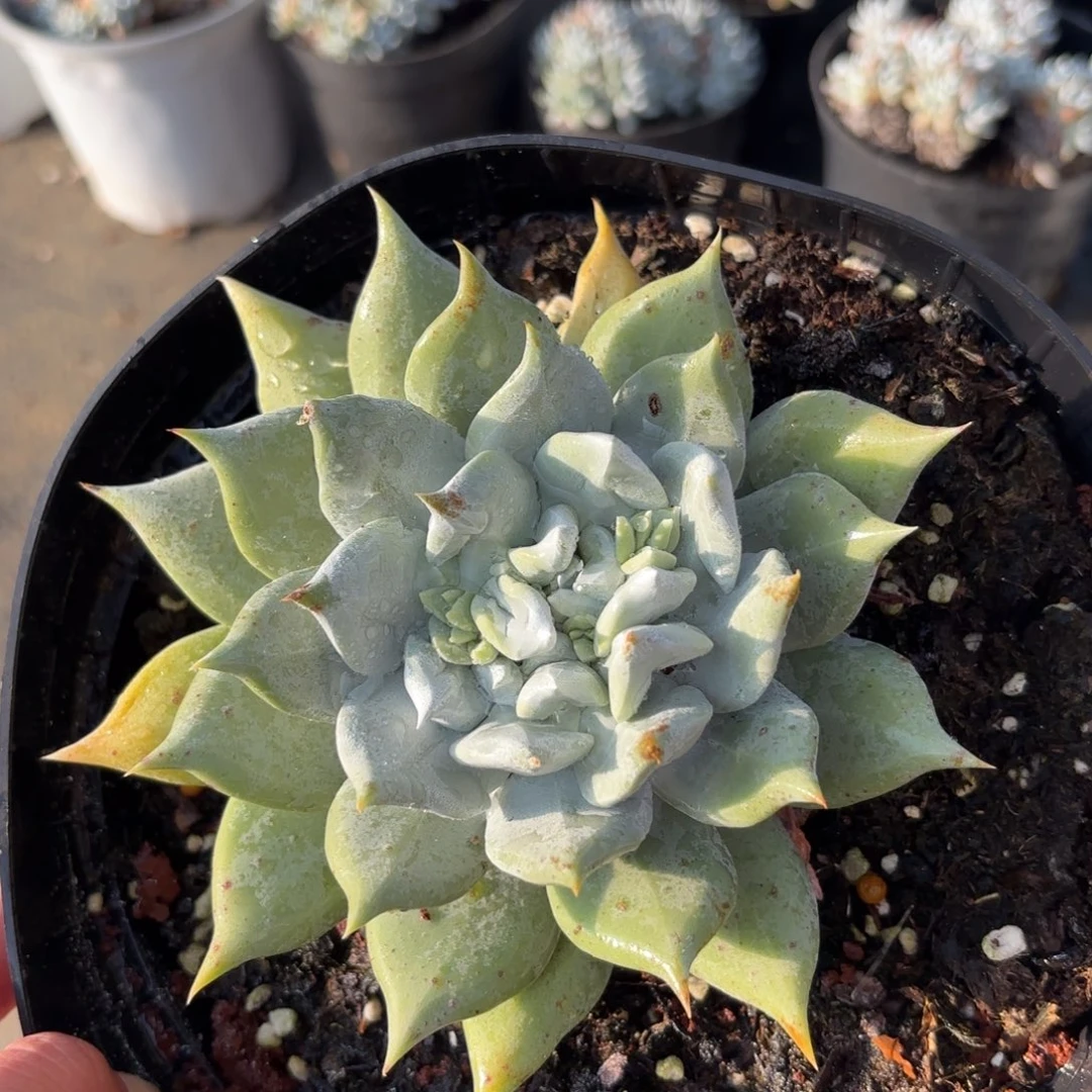 冻***吗拇指杂，仙女杯多肉