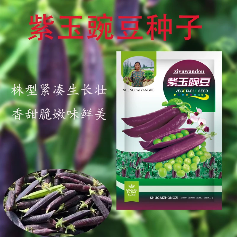 紫玉豌豆种子吃荚甜脆豌豆种子早熟可生吃耐寒豌豆种子