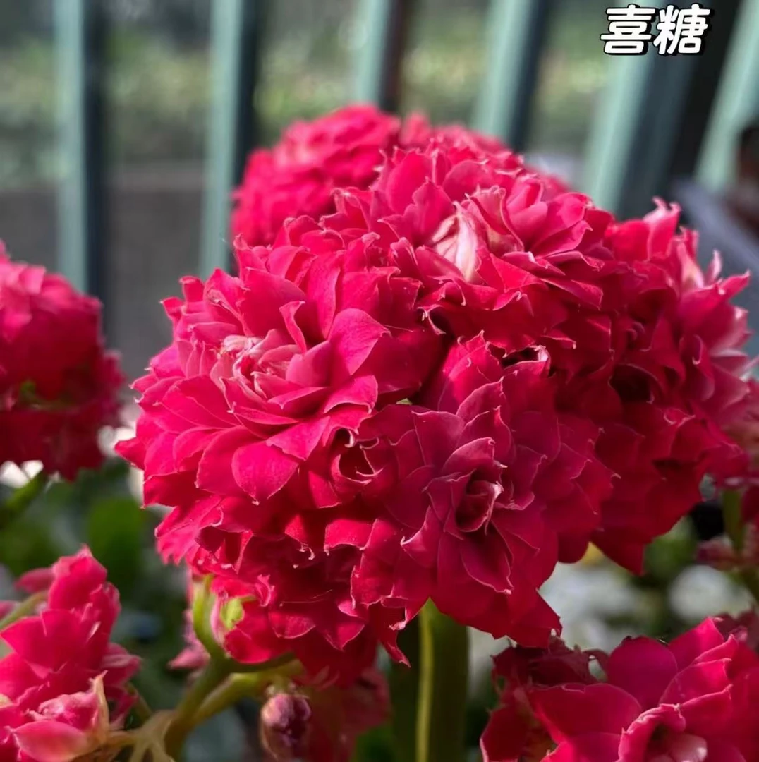 喜糖【120盆】重瓣长寿花鲜花带花苞阳台好养新手懒人花