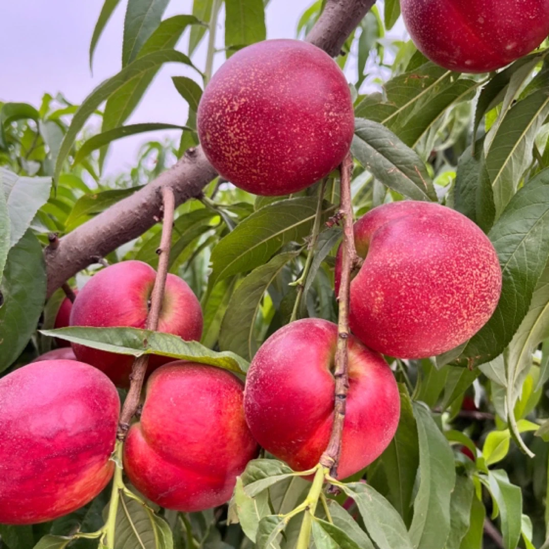 黄肉麻点早大四八优质新品种11月底发树苗一年苗