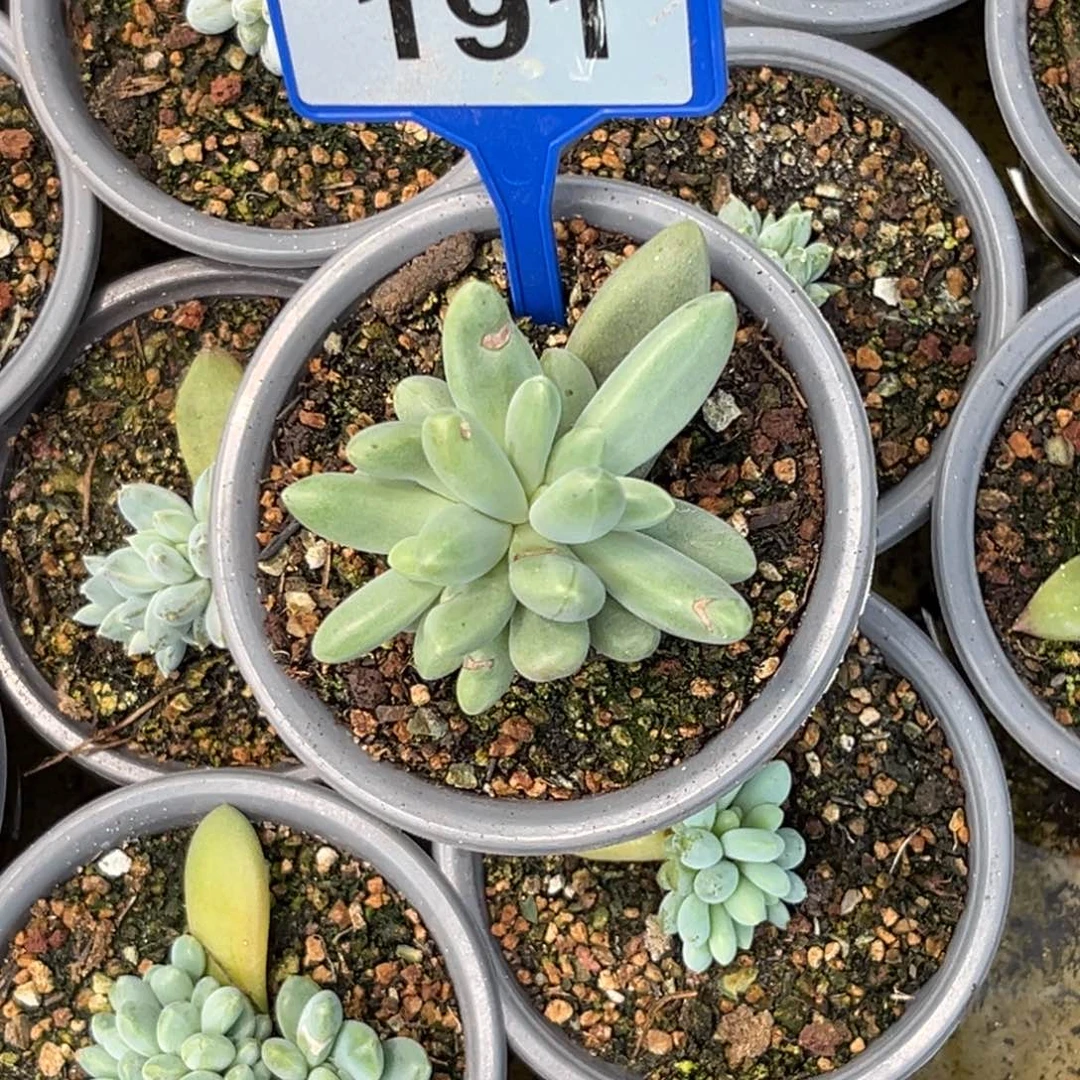 忘***情多肉植物多肉植物欧若拉群191