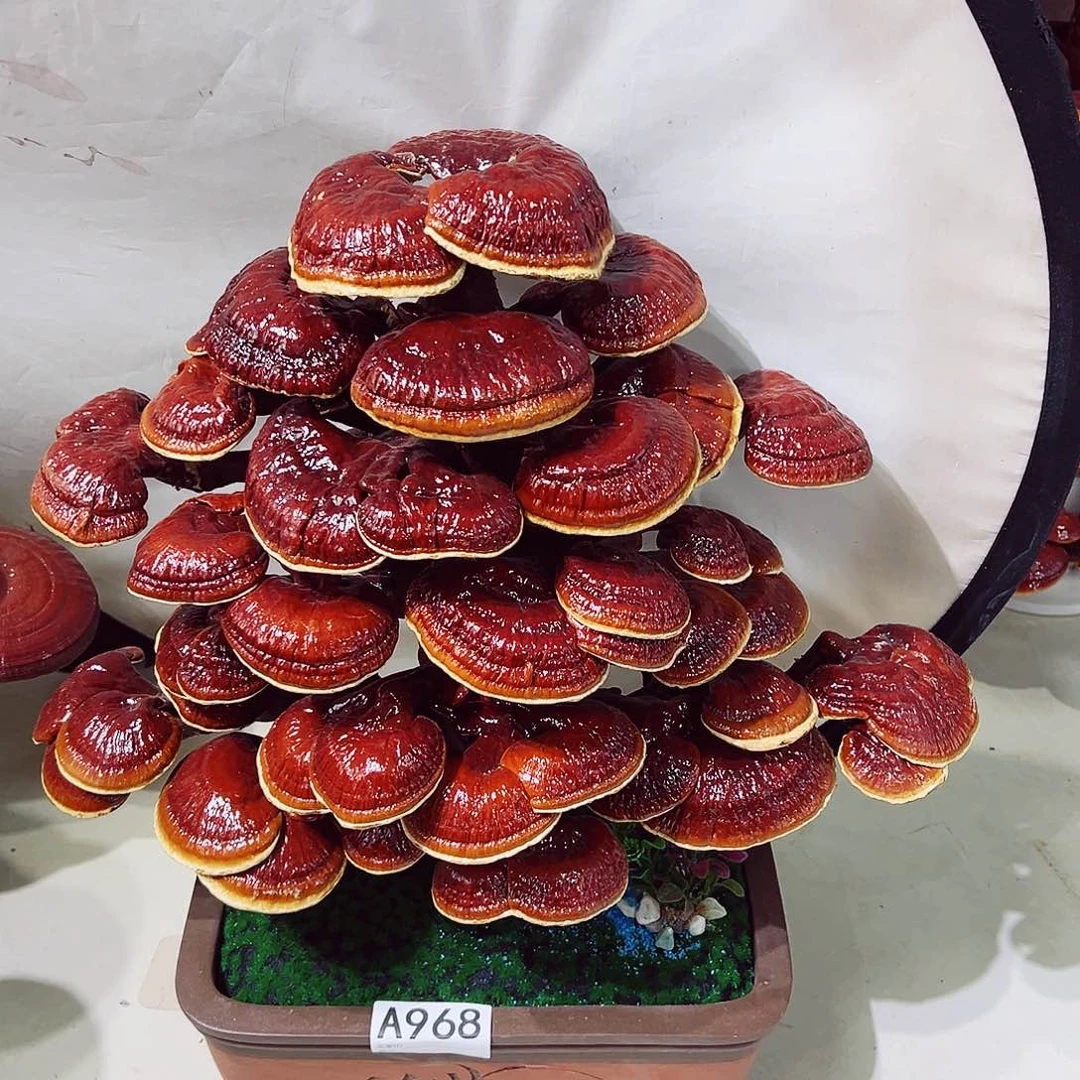 【闪购商品】全部花朵