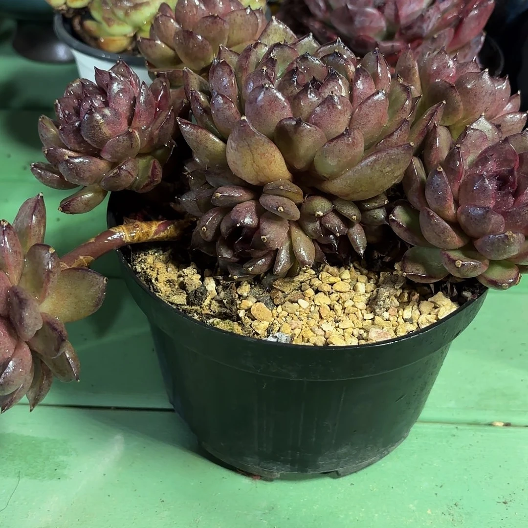 多肉植物啦啦啦啦