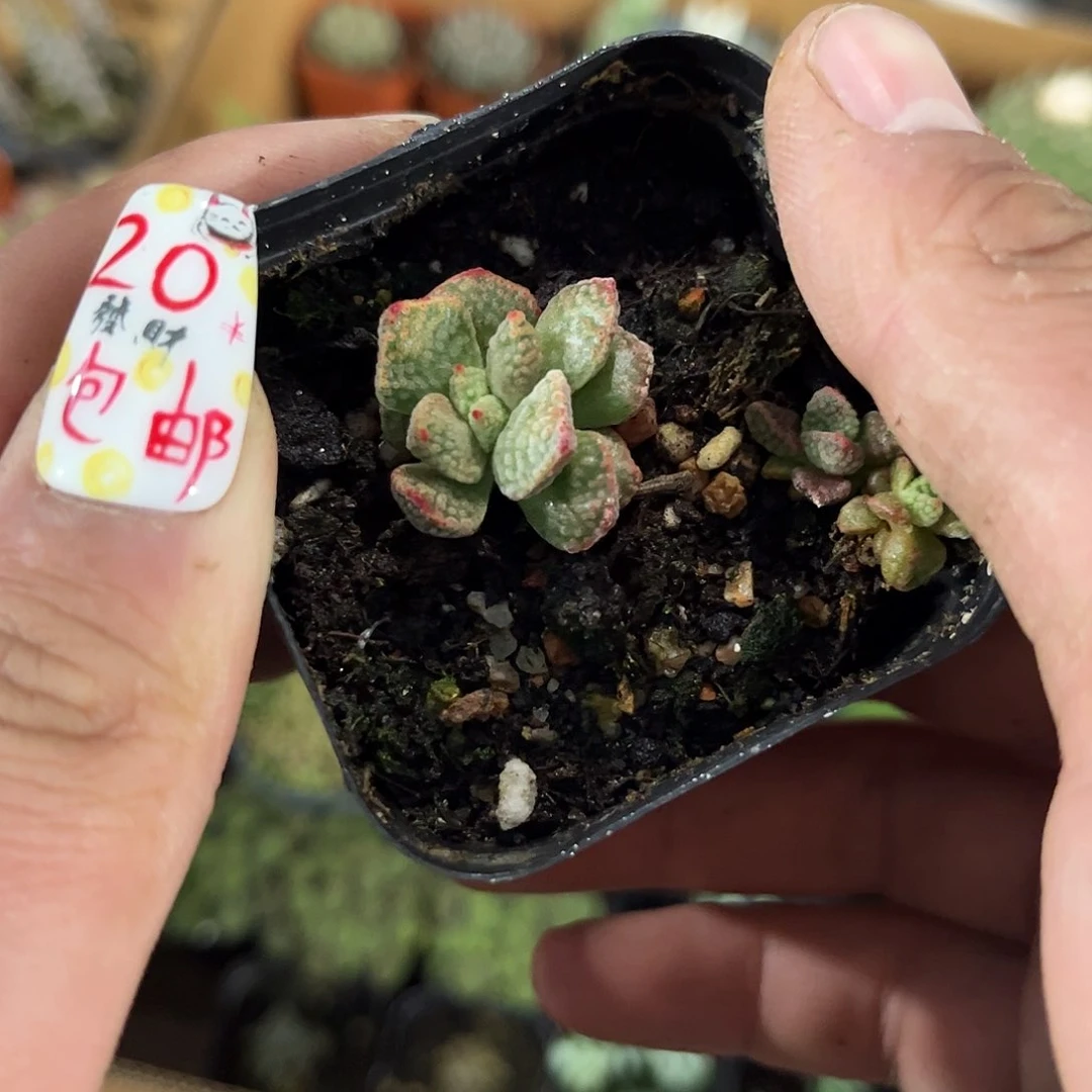 火星兔子单头发货有根