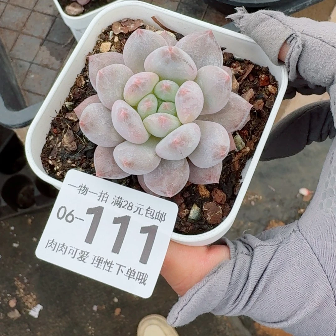 半夏多肉无盆土发货无盆土发货无，