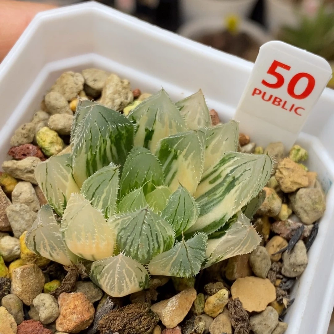 50号毛玉露锦玉露锦