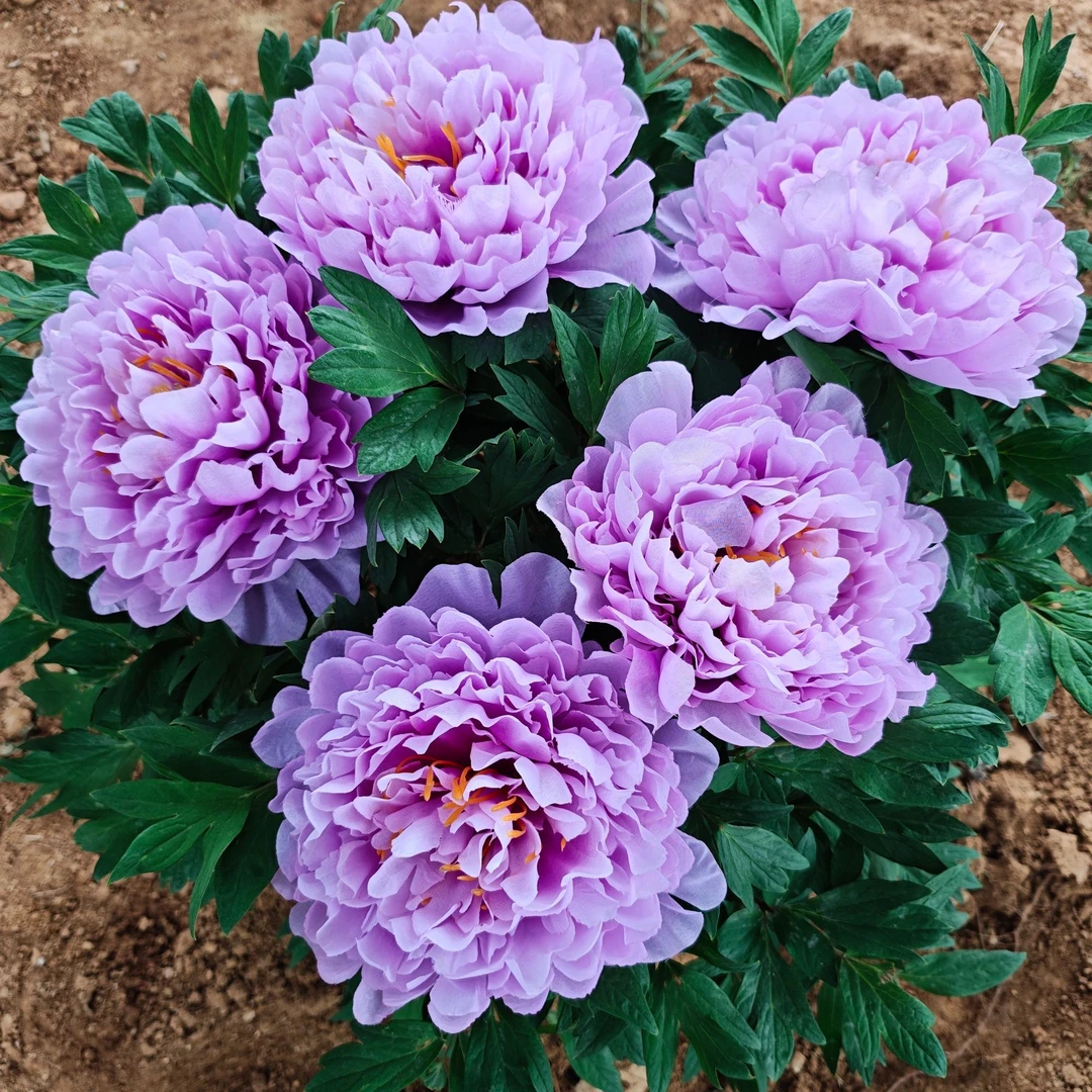 【蓝宝石牡丹】蓝色系观赏牡丹 先发肥料，秋季发苗，洛阳基地直