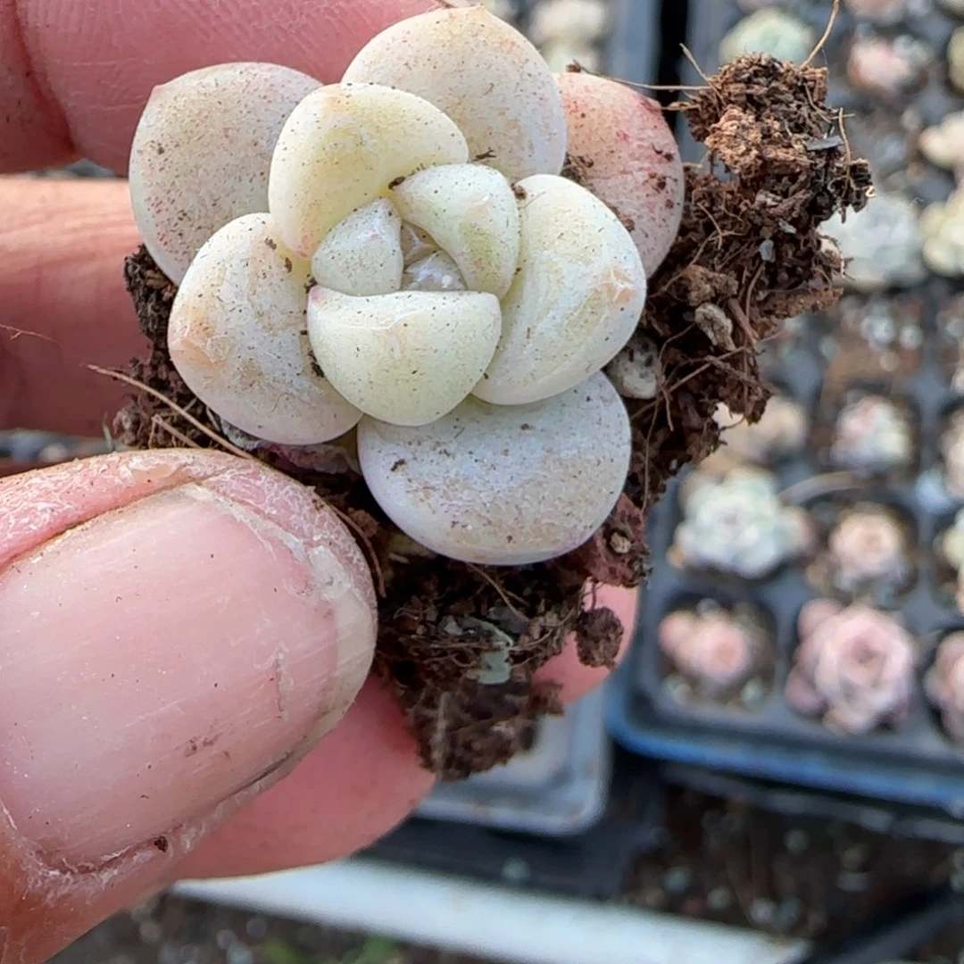 多肉小卡拉米糖心一物一拍