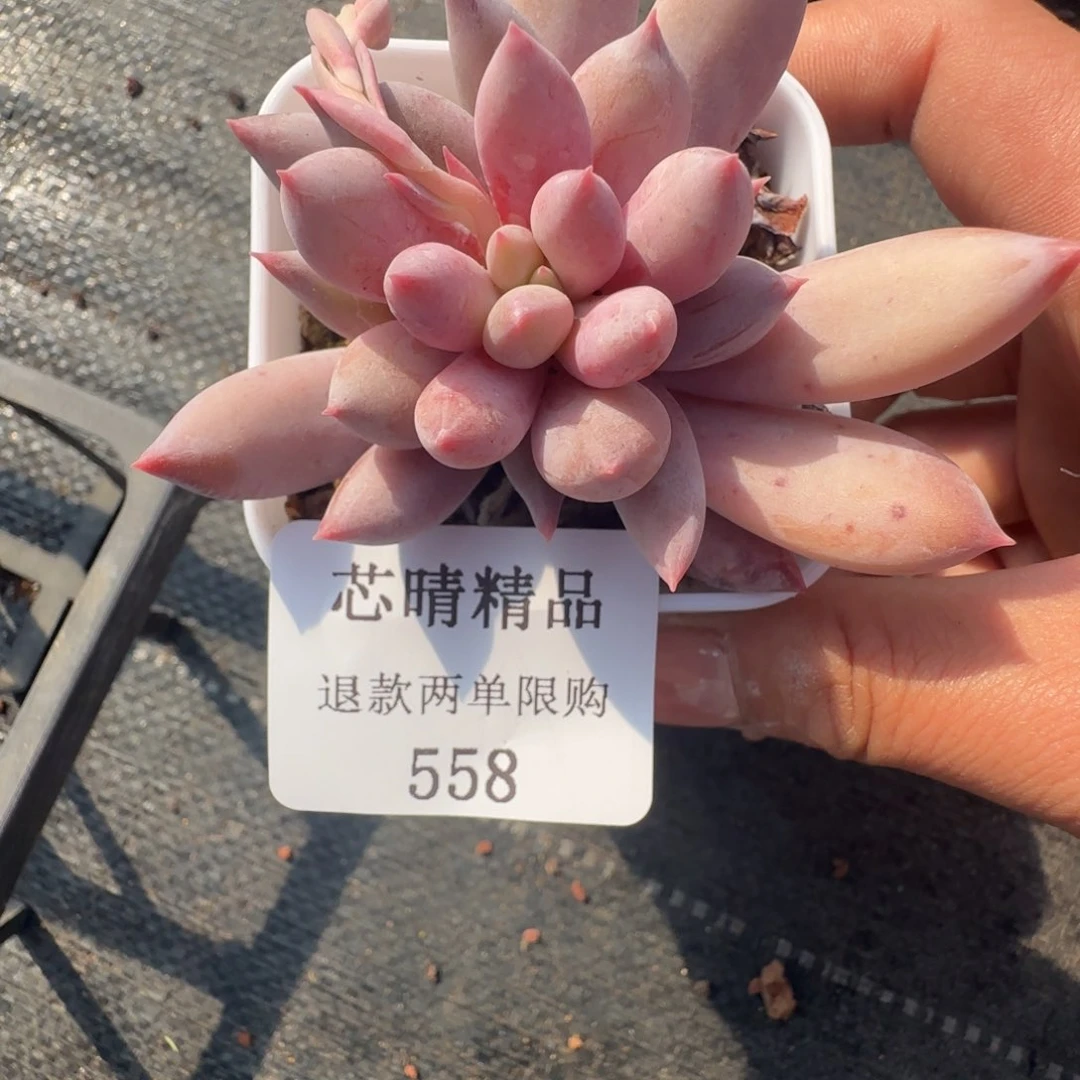 闪购精品多肉558片