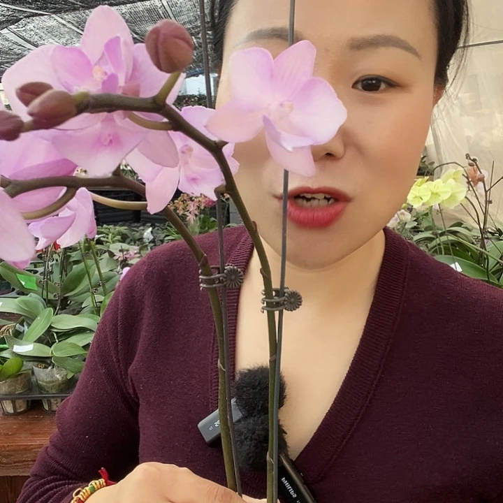 无花朵神仙姐姐蝴蝶兰