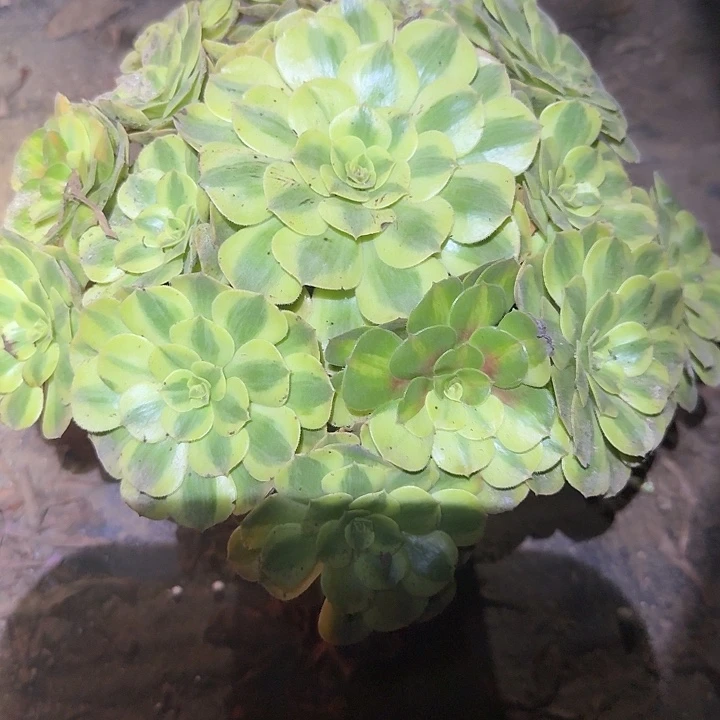 精品雨荷老桩亏本福利