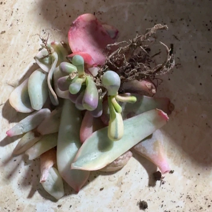 一组盲盒叶片一物一拍