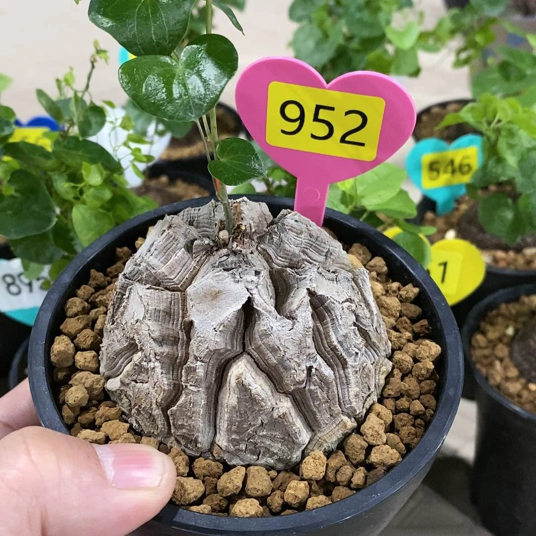 南非龟甲龙龟甲龙