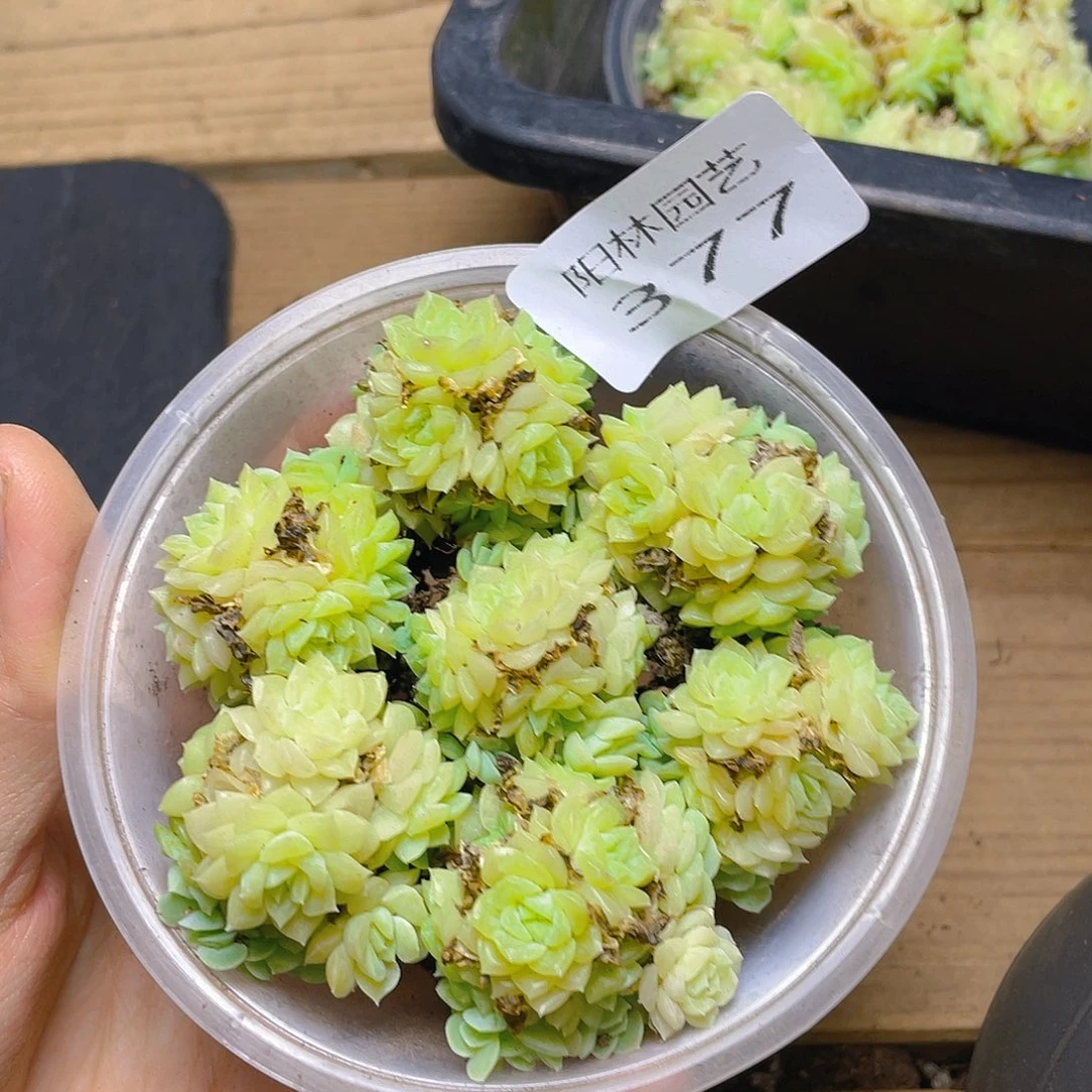 多肉植物多肉植物377