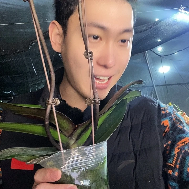 无花朵纳博纳蝴蝶兰