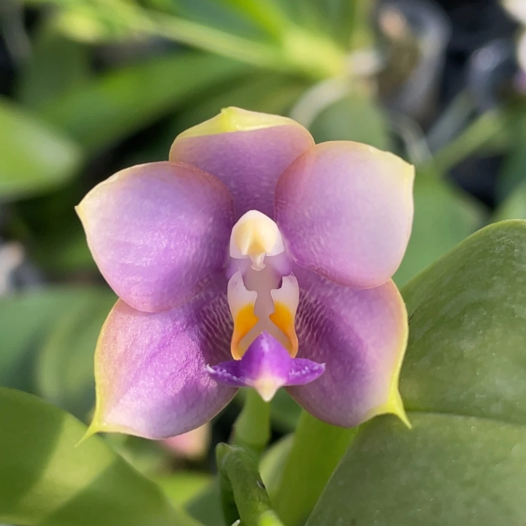 大部分开放少量花苞