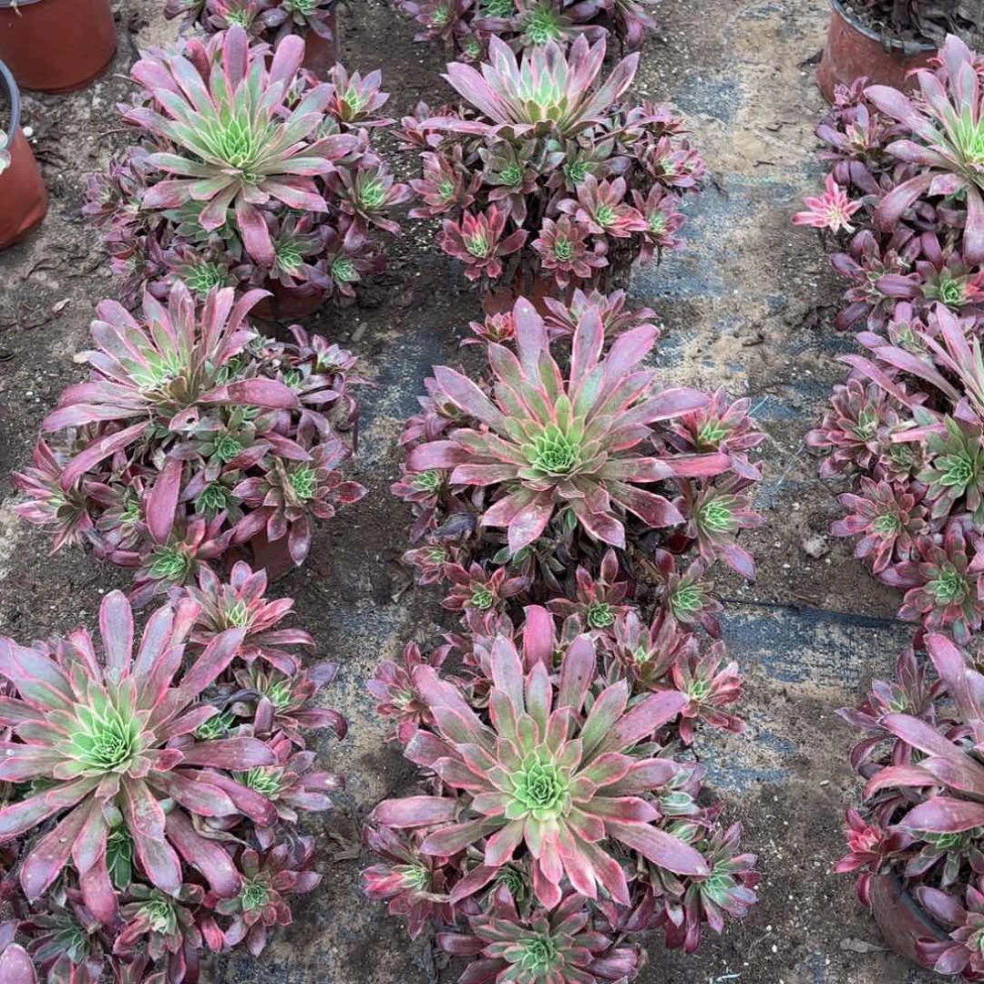 惊鸿仙子9.9多肉植物