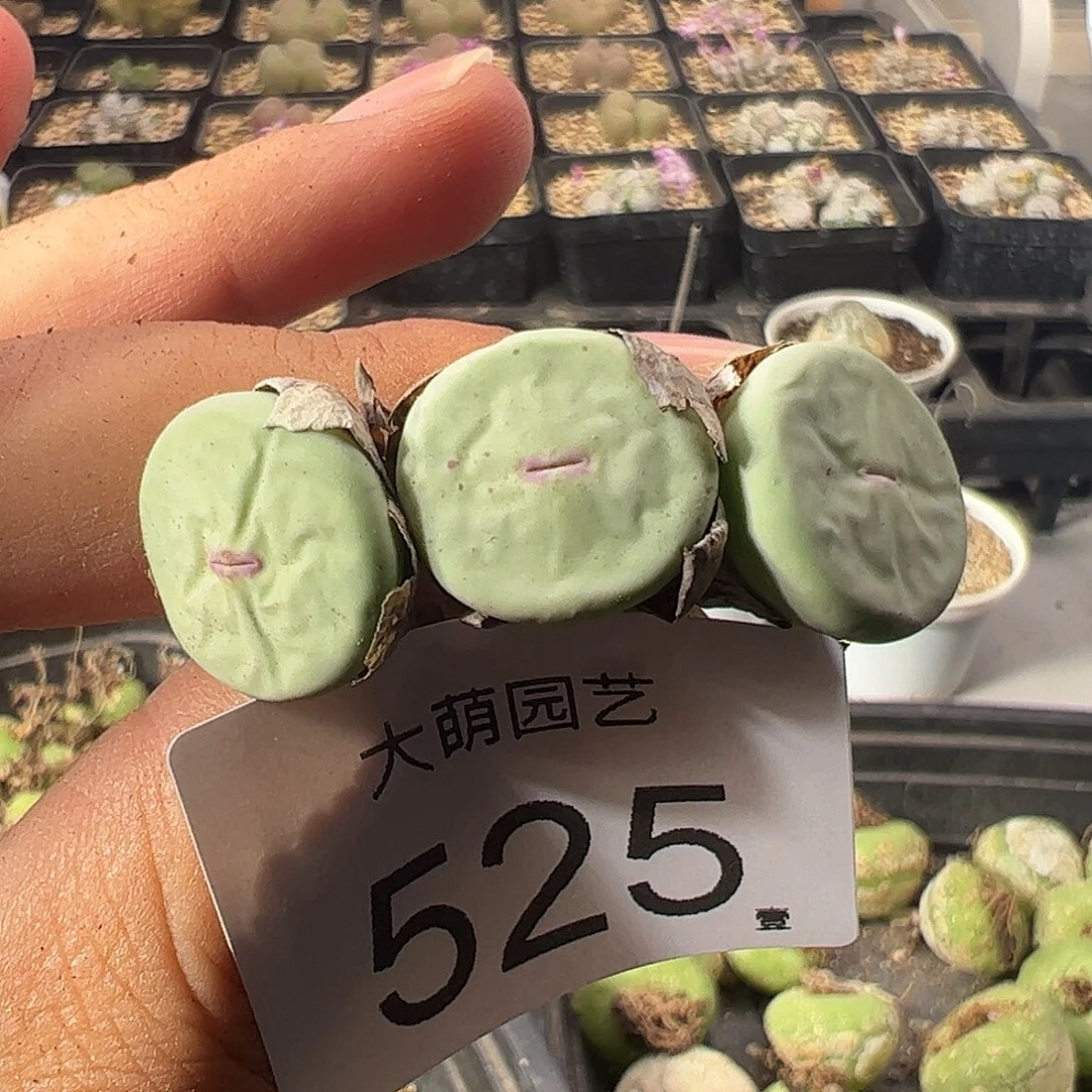 一物一拍。      525