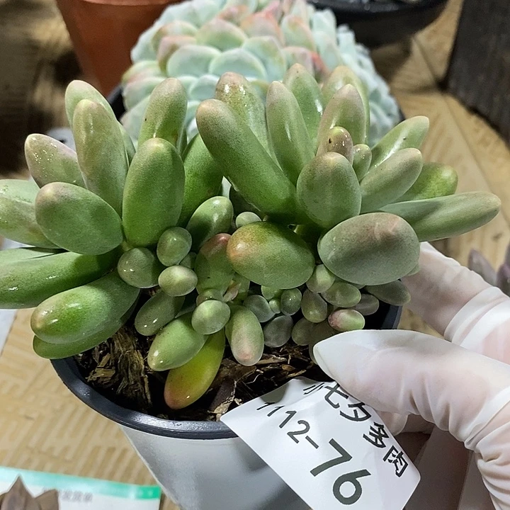 小七夕多肉糖果美人76