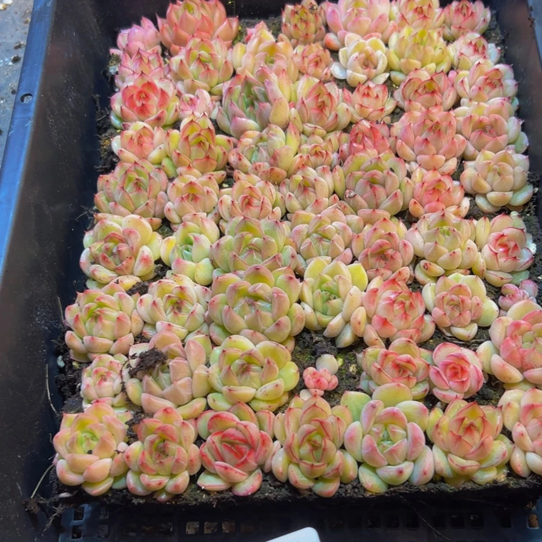 189分点点滴滴代代相传方法