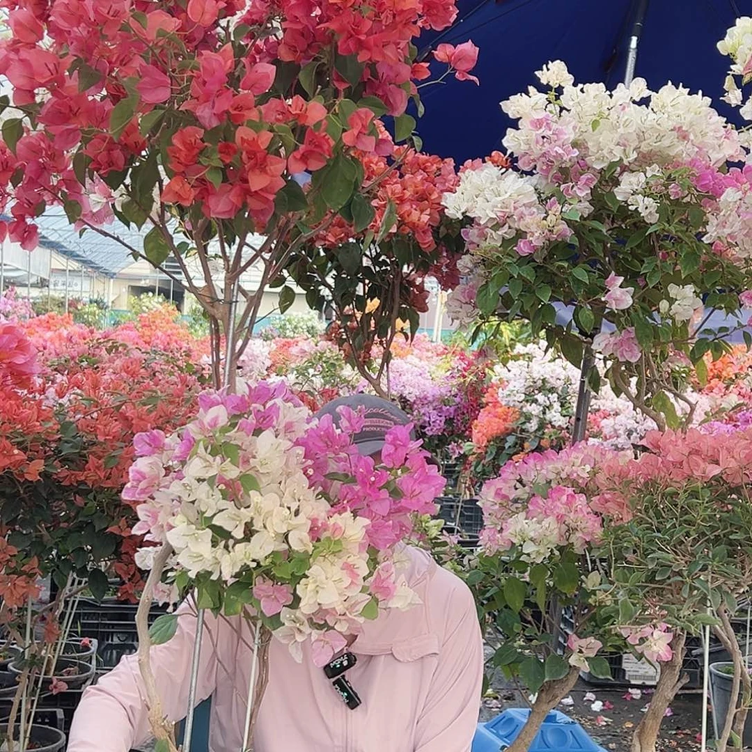 黄***一大部分花苞少量开放A73不甜西瓜，加广红英带竹棒棒糖一颗
