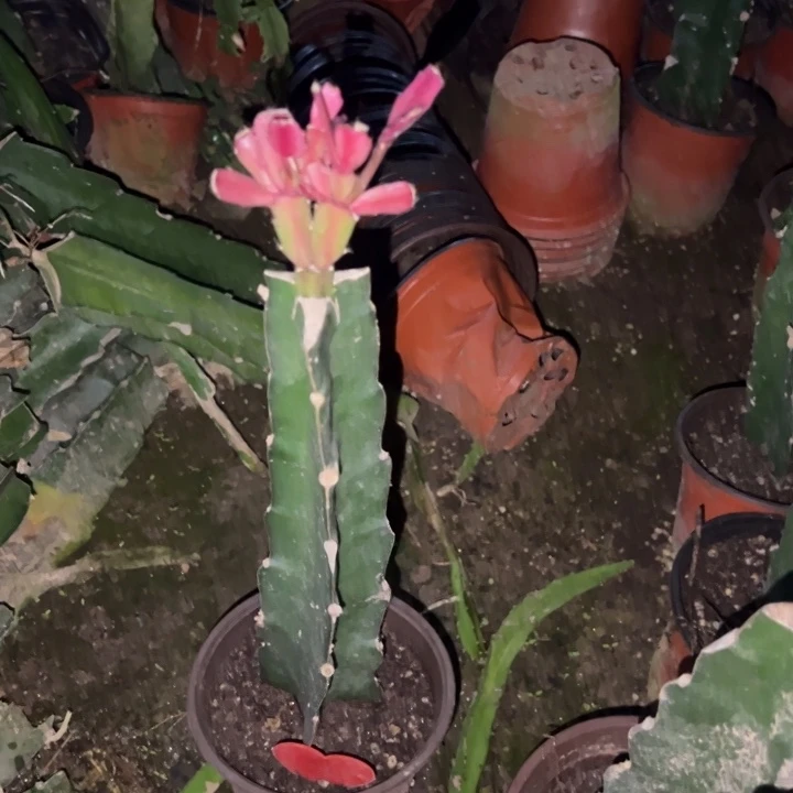 用***6当前无花栽培后可以开花078  39