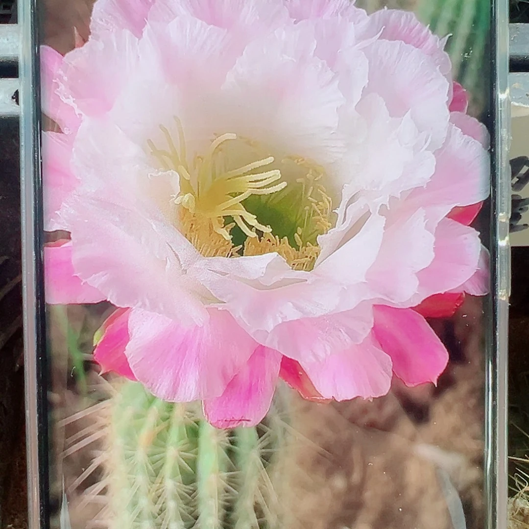 毛花柱柔粉依兰侧芽 20 包邮