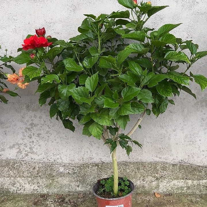 用***8完全开放丹麦木槿花