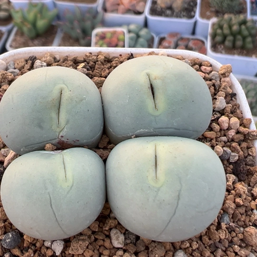 275多肉植物百科植物