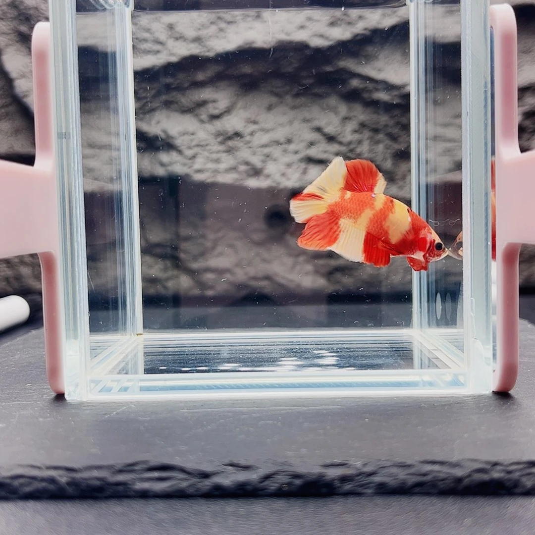海水鱼宙斯斗鱼竞拍10-30