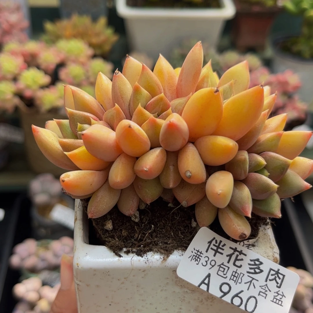 960象牙朵朵缀8cm多肉
