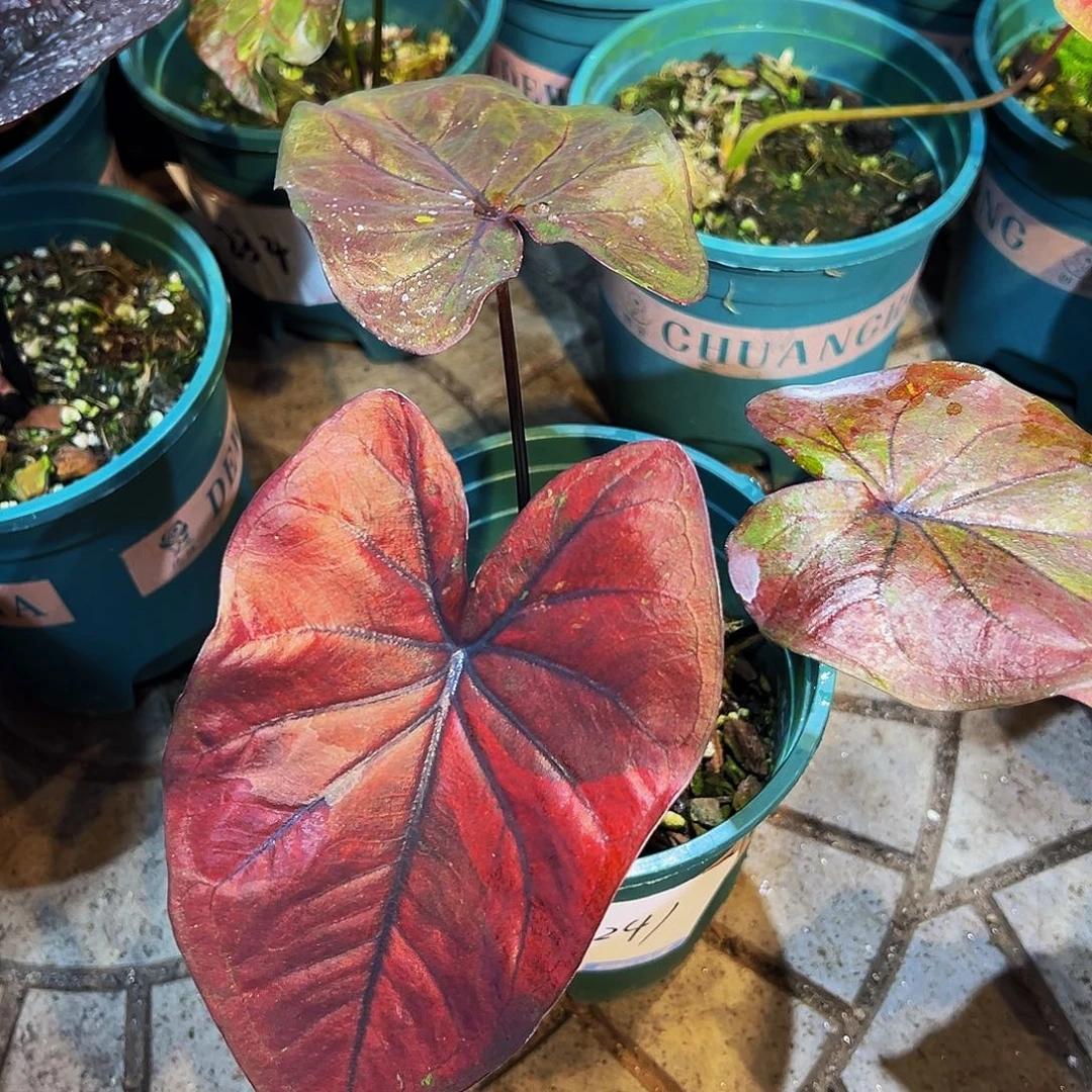 Y***g完全开放一物一拍8241