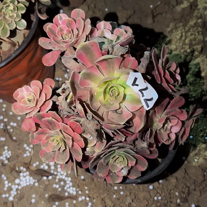 771爱神多肉植物不售后