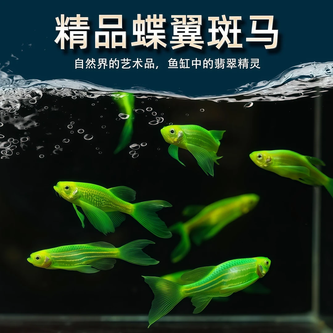 直播间福利 活体小型观赏鱼宠物鱼