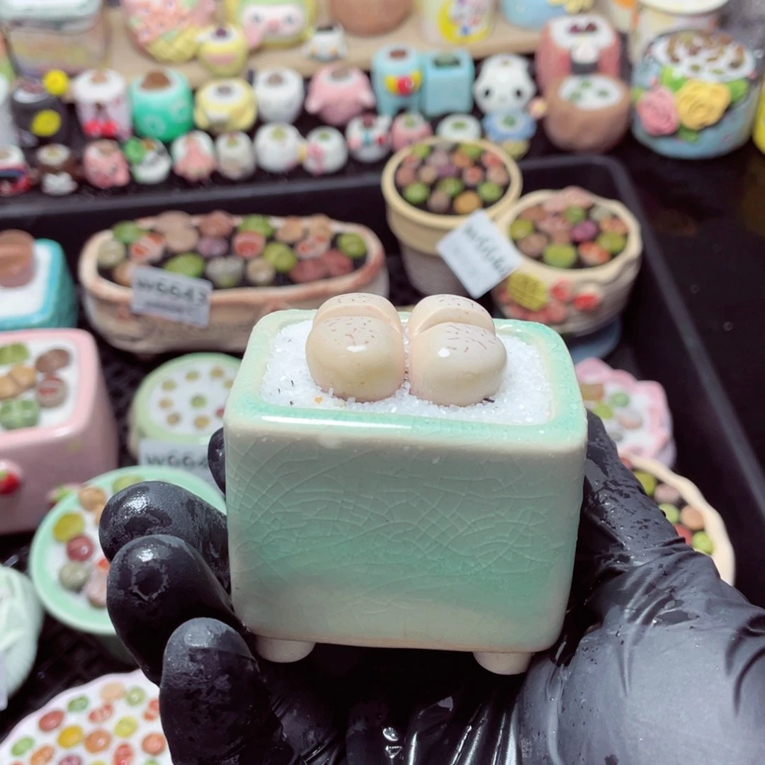 w6657--带盆土发货，零下地区拍保温箱