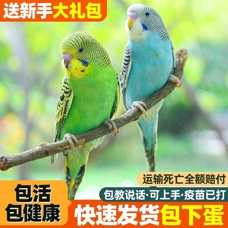 光头佬虎皮鹦鹉活鸟活物鹦鹉鸟类小型手养鸟手玩鹦鹉可繁殖可说话