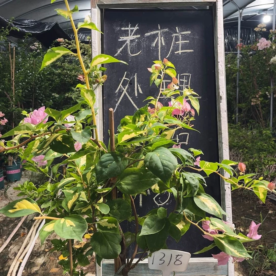 完全开放三角梅三角梅1318