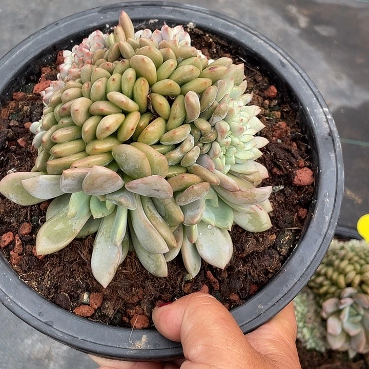 凌雪缀化多肉植物