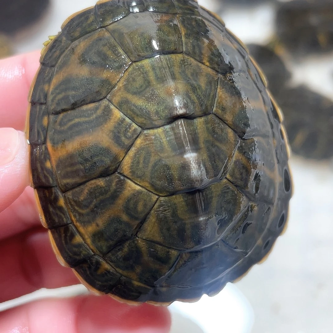 宠物龟不分公母火6.1