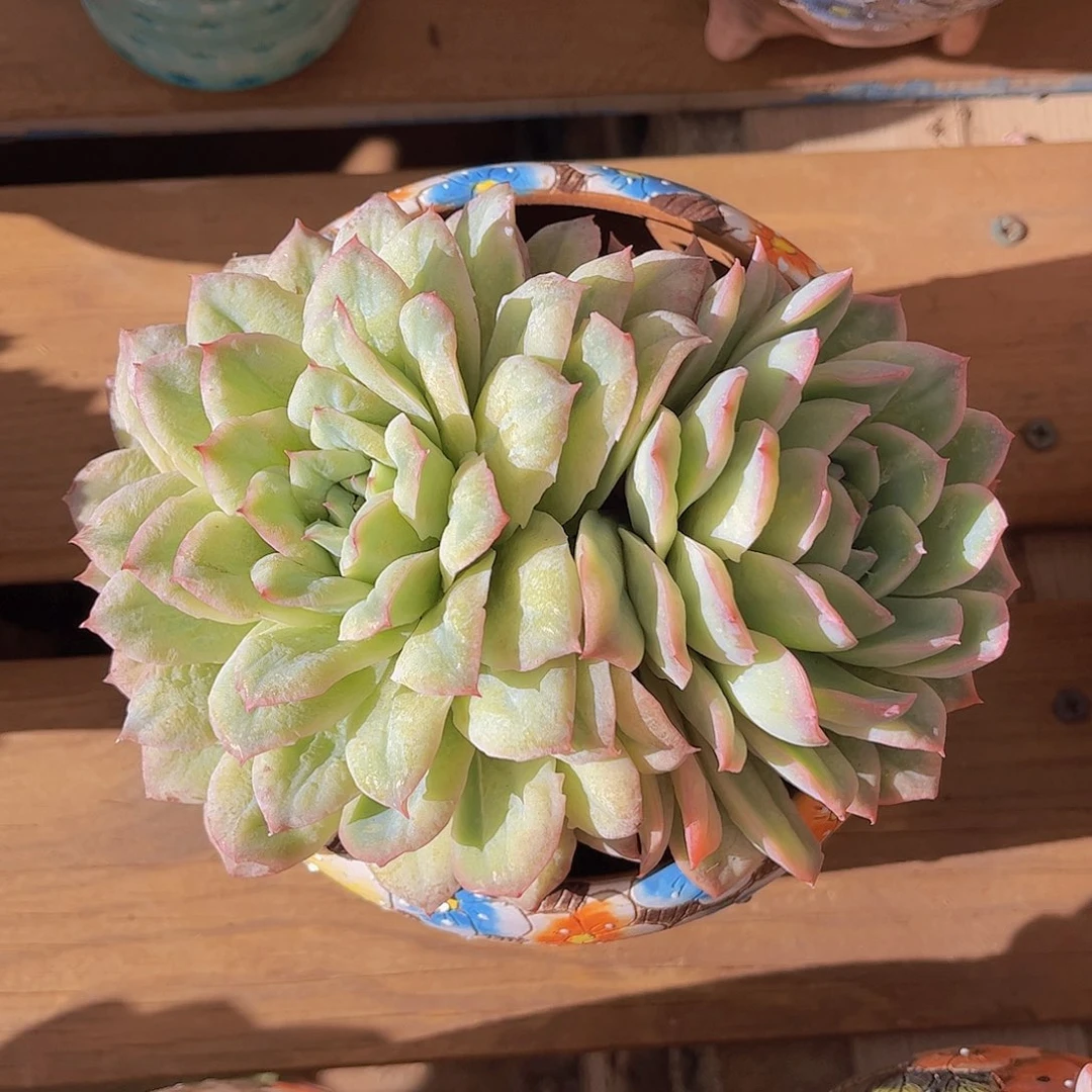 泡泡纱裙大双头多肉