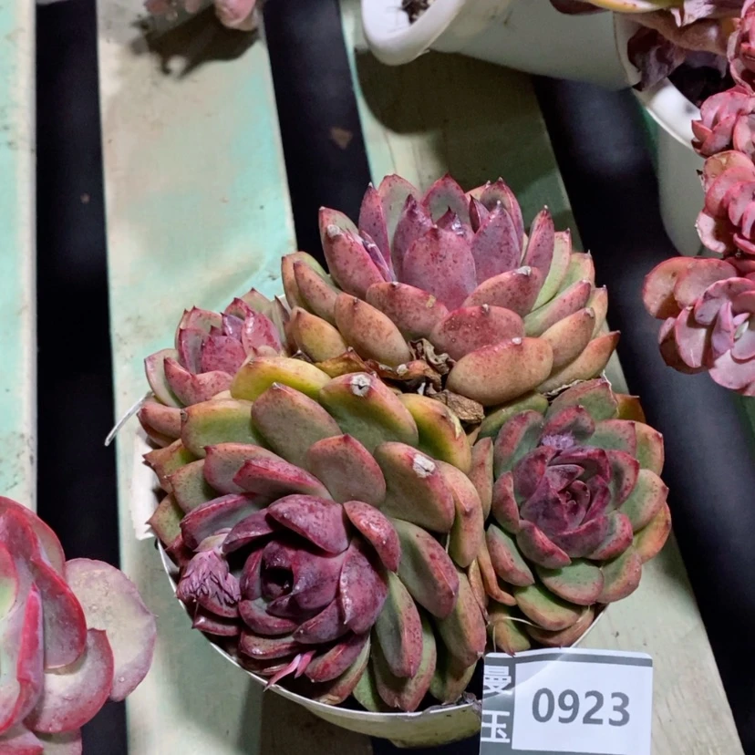 【闪购商品】蓝莓0923