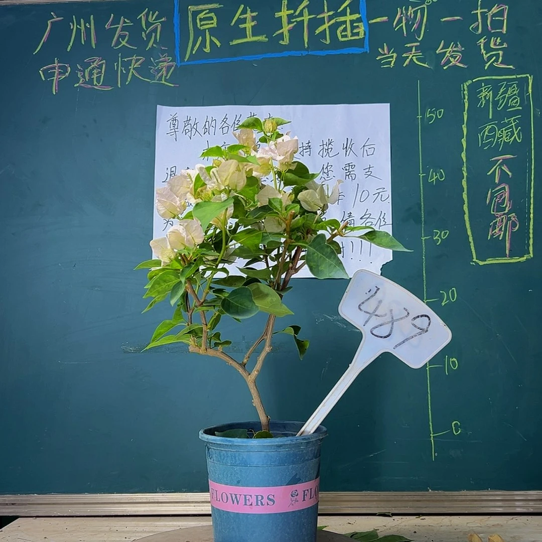 当前无花栽培后可以开花造型杆 暗斑丽人 489