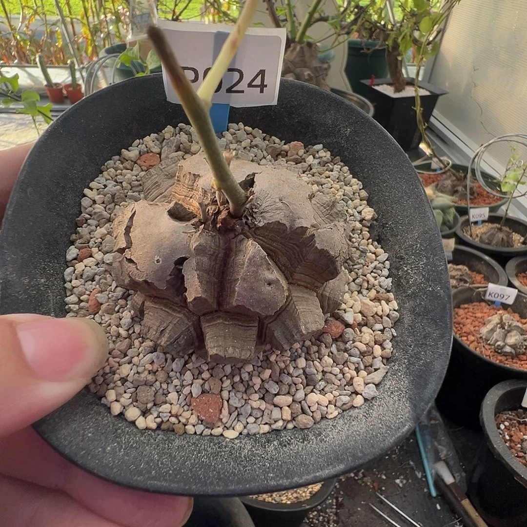 多肉植物专拍 一物一拍 南非龟甲龙024