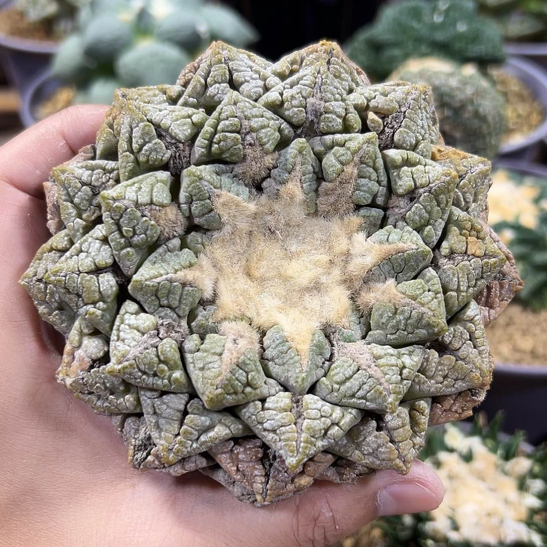 尚野园艺实生龟甲牡丹